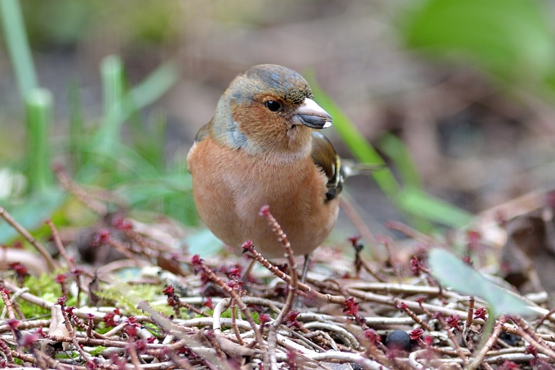 vink